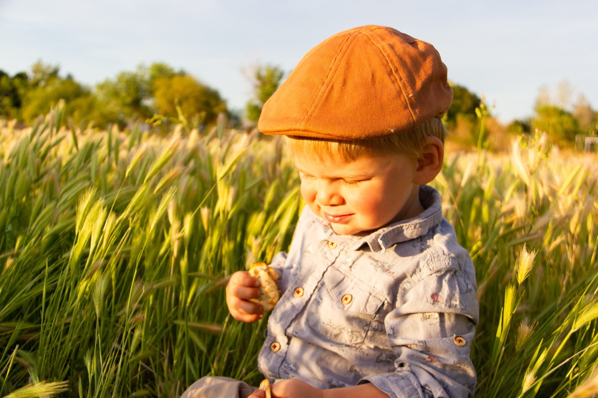 Little boy in an orange cap sitting in a golden field